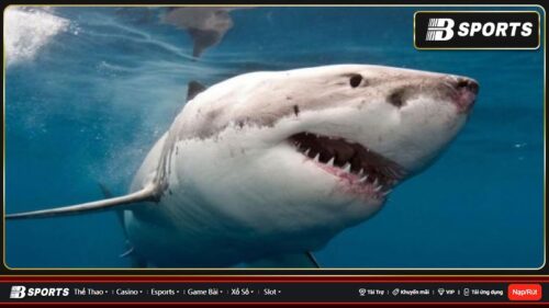 Mơ thấy cá mập đánh con số nào để trúng lớn?